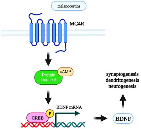 Mechanism Of Neurotrophic Effects Of Melanocortins MC4R Melanocortin