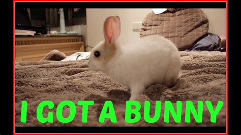 Cutest Bunny In The World Youtube