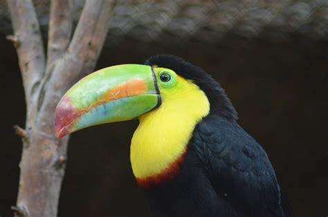 Keel Billed Toucan Zoochat