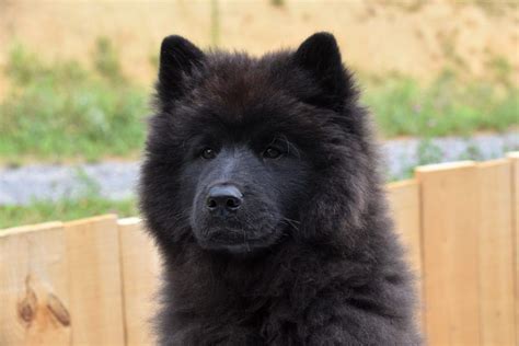 Where To Find A Black Samoyed Samoyed Puppy Dog Breeds Samoyed