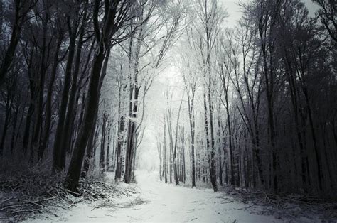 Dark Winter Woods With Snow Stock Photo Image Of Seasonal Outdoors