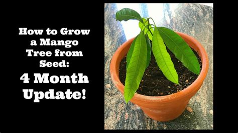 How To Grow A Mango Tree From Seed 4 Month Update Youtube
