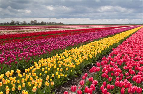 Голландские Красивые Цветущие Поля Фигурные Фото Telegraph