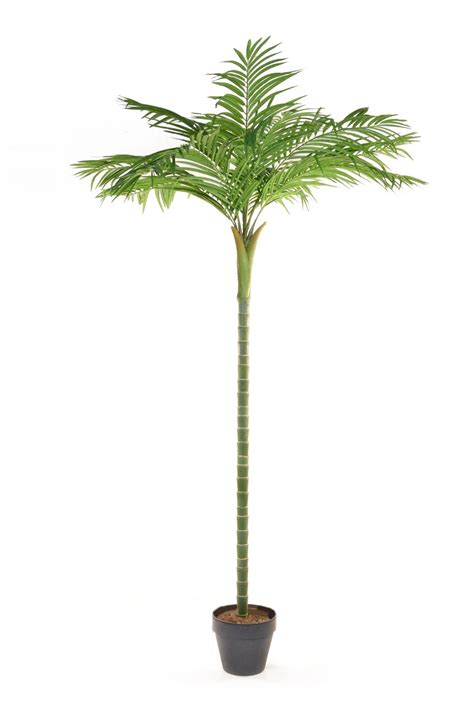 Areca Single Stem Palm Tree 150cm Areca Palm Stem Palm Trees