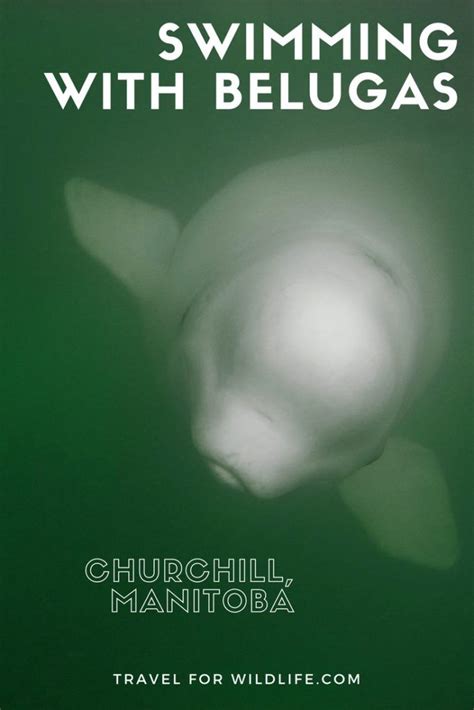 Swimming With Belugas In Canada Is One Of The Top Wildlife Encounters