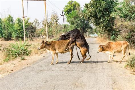 Bull Sex With A Cow In Middle Of Road In Rural Village Stock Image