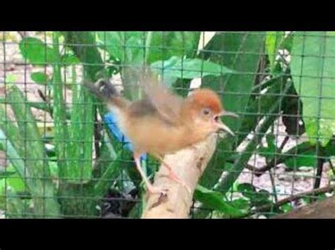 Video ini hanya bersifat hiburan, dan tidak dijadikan sebagai pedoman informasi. Kicauan Burung Cici Padi Si Mungil Bersuara Unik - YouTube