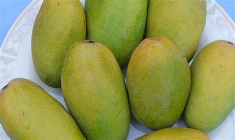 Top 30 Most Popular Indian Varieties Of Mangoes