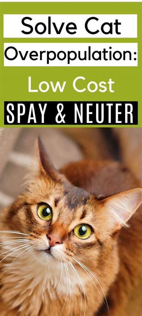 Low Cost Cat Spay Neuter Awareness Life And Cats Cat Health Problems