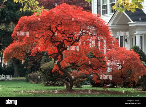 Fall Foliage Japanese Maple Tree In Blazing Red Color And Traditional