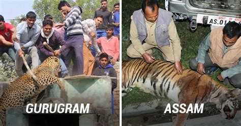 Bad Day For Big Cats Gurugram Kills A Leopard And Assam Executes A