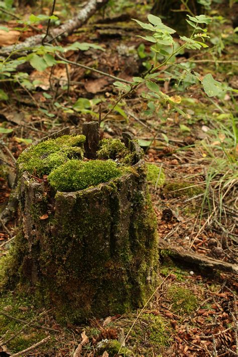 Green Mossy Tree Stump Free Stock Photo Public Domain Pictures