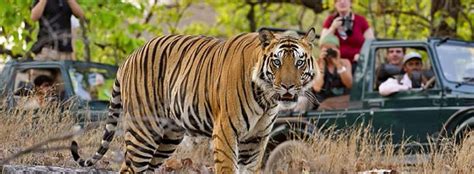 Tiger Census In Ranthambore National Park Ranthambore National Park