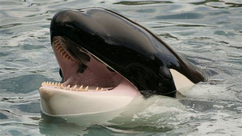 Orca Whale Attack
