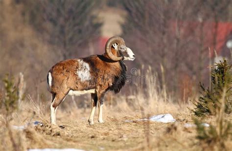 Mouflon Stock Image Image Of Mammal Hunting Horned 53162311