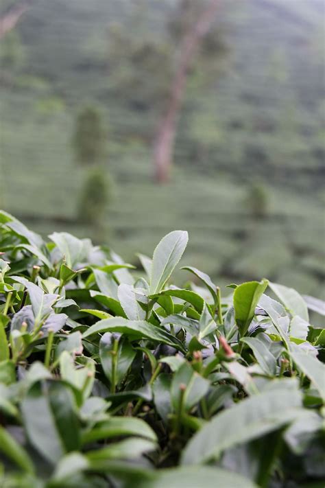 Tea Plantation 1080p 2k 4k 5k Hd Wallpapers Free Download