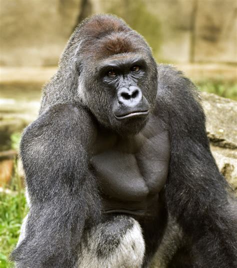 Gorilla Wallpapers Animal Hq Gorilla Pictures 4k Wallpapers 2019