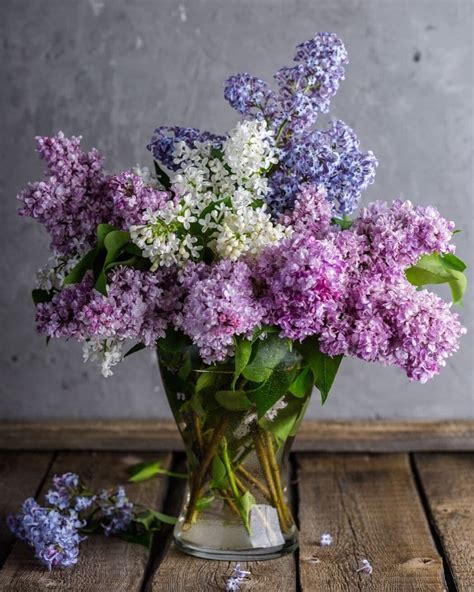 Lilac Syringa Vulgaris Types How To Grow And Care Florgeous