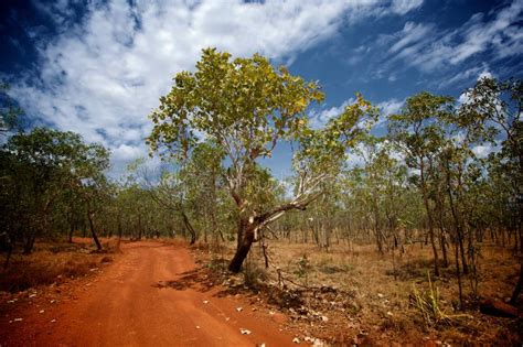 Australian Outback Bush