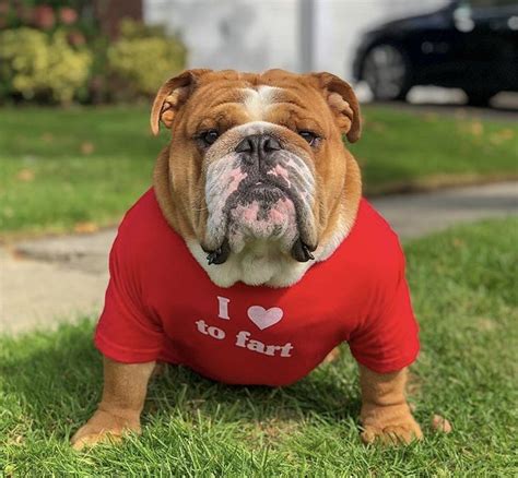 👉click Visit To Browse And Shop For The Perfect T For Any Bulldog