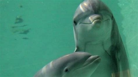 Dolphins Should Be Treated As Non Human Persons And Their Rights To