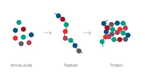 Amino Acid Png Images Transparent Background Png Play