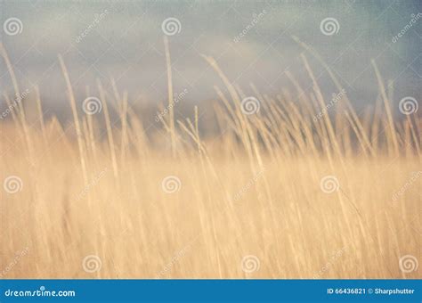 Tall Dry Grass In Field Stock Image Image Of Landscape 66436821