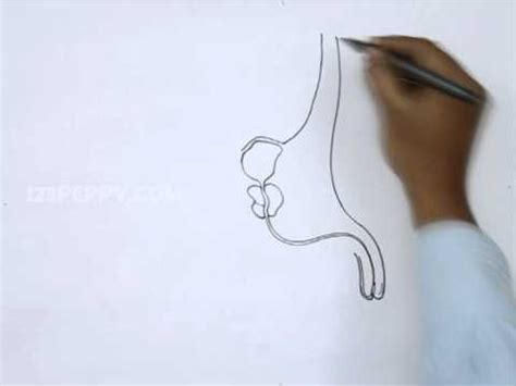 How To Draw A Prostate Gland Youtube