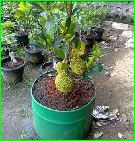 Tanaman Yang Bagus Untuk Halaman Rumah - Berbagi Tanam