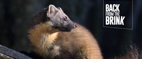 Back From The Brink The Pine Marten Northern England Species