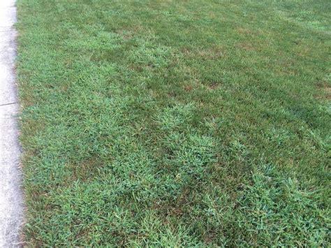 Understanding Summer Lawn Weeds And Control Options In Alexandria