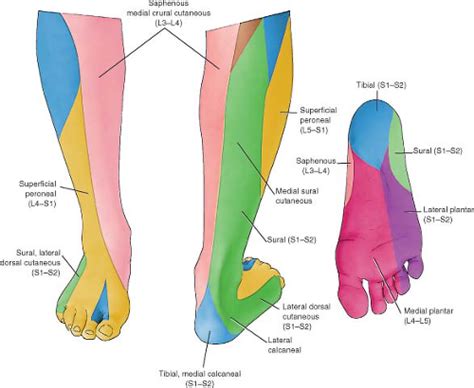 Abnormalities Of The Sural Nerve At The Ankle Radiology Key