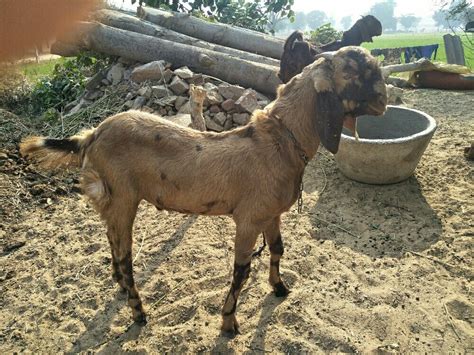 6 Manth Brown Sirohi Goat Weight 45 At Rs 26000no In Jaipur Id 21777183197