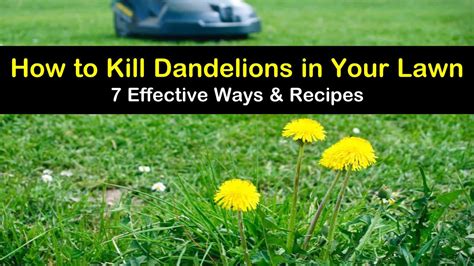 How To Kill Dandelions In Your Lawn 7 Effective Ways And Recipes