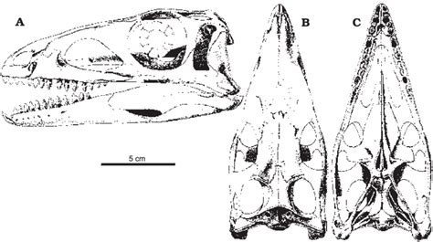 Restoration Of The Skull Of Silesaurus Opolensis Dzik 2003 From