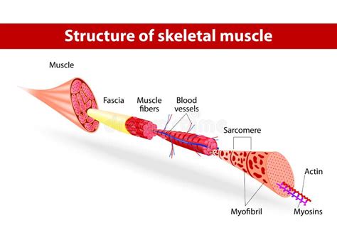 Structure Of Skeletal Muscle Stock Vector Illustration 29150384