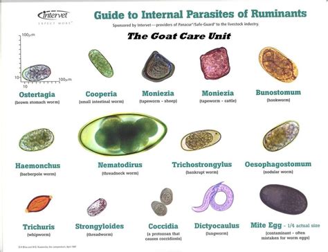 Internal Parasites Of Ruminants For The Critters Pinterest