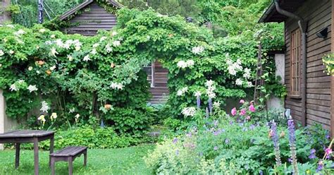 Here is my garden in zone 6 boston. Hometalk :: What Flowering Vines Are Best For Your Zone ...