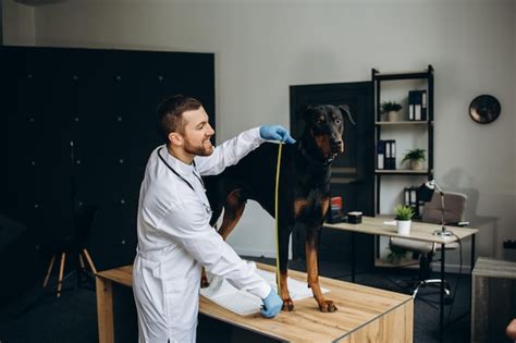 Premium Photo Happy Healthy Dog Being Examined By Professional