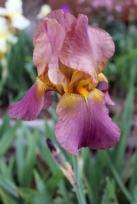 The Iris Flower Beautiful Purple Flower In Bloom On A Crisp Spring
