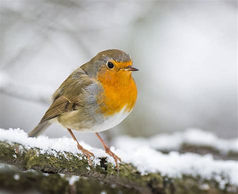 Robin In Snow Stock Photos Pictures And Royalty Free Images Istock