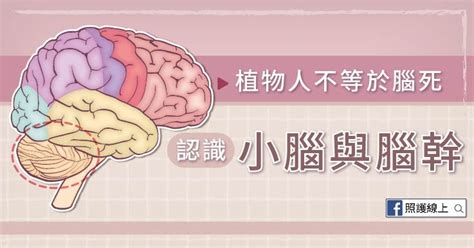壹、腦死判定步驟 一、判定前之先決條件： (一) 病人陷入深度昏迷，不能自行呼吸而必須依賴人工呼吸器維持呼吸 。. 植物人不等於腦死 - 認識小腦與腦幹（懶人包） - 照護線上