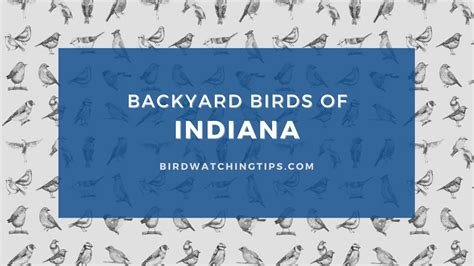 Popular Backyard Birds Of Indiana With Pictures Birdwatching Tips