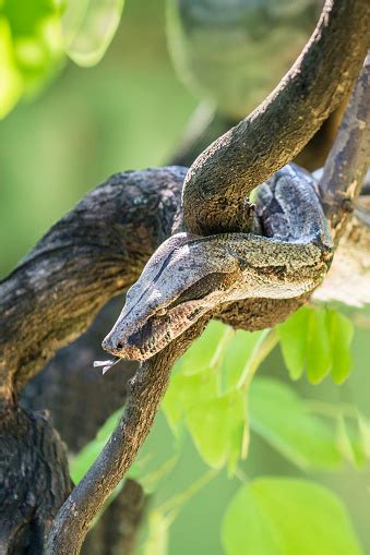 Select from premium amazon.com of the highest quality. Boa Constrictor In The Amazon Rainforest Stock Photo ...