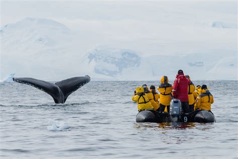Whale Encounter Antarctica Wildnature Photo Expeditions