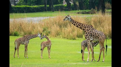 Jabari Giraffe Calf Joins Herd At Kilimanjaro Safaris Savanna At Disney