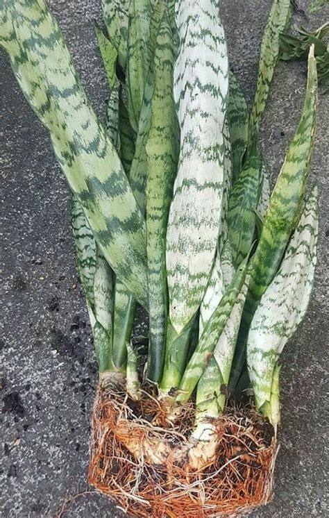 See origin at mother1, in, law1; Snake Plant Bad Luck - | Snake plant, Plants, Mother in ...