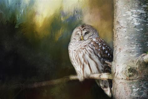 Wise Owl Photograph By Marilyn Wilson Fine Art America