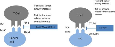 Mechanism Of Action Of Both Anti Ctla 4 And Anti Pd 1pd L1 Agents