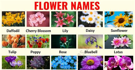 Flower Names List Of Popular Names Of Flowers With The Pictures